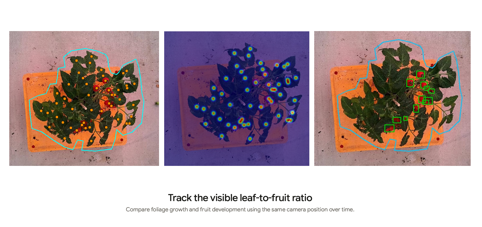 Plant growth monitoring